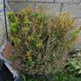 bush plant Image 2