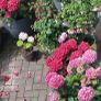 garden plants Image 5