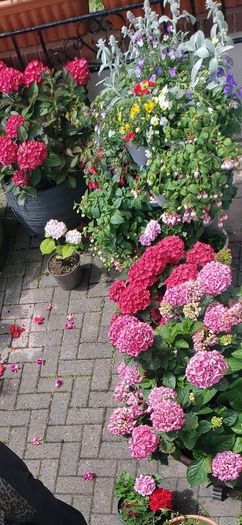 garden plants