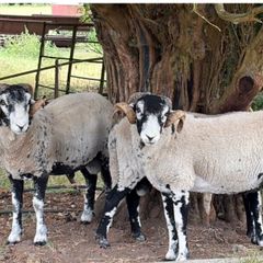 Swaledale Rams