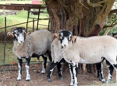 Swaledale Rams