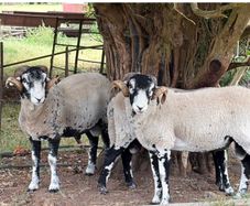 Swaledale Rams