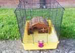 hamster cage