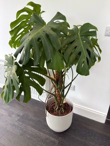 Monstera deliciosa