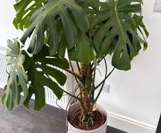 Monstera deliciosa