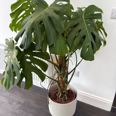 Monstera deliciosa