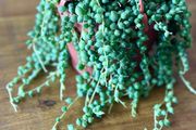 String of pearls in 12cm hanging pot and 20cm in length