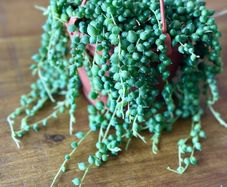 String of pearls in 12cm hanging pot and 20cm in length