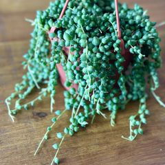 String of pearls in 12cm hanging pot and 20cm in length