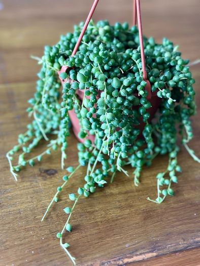 String of pearls in 12cm hanging pot and 20cm in length