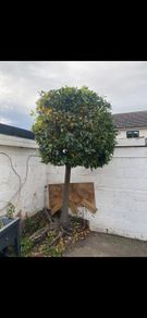 Tree - Bay Laurel
