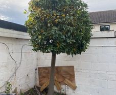 Tree - Bay Laurel