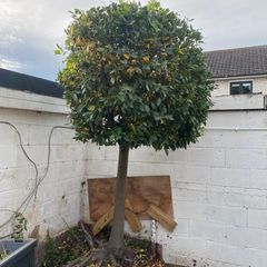 Tree - Bay Laurel