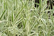 Ornamental Grass - Variegated Ribbon Grass