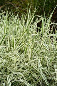 Ornamental Grass - Variegated Ribbon Grass