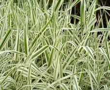 Ornamental Grass - Variegated Ribbon Grass