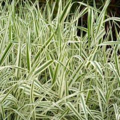 Ornamental Grass - Variegated Ribbon Grass