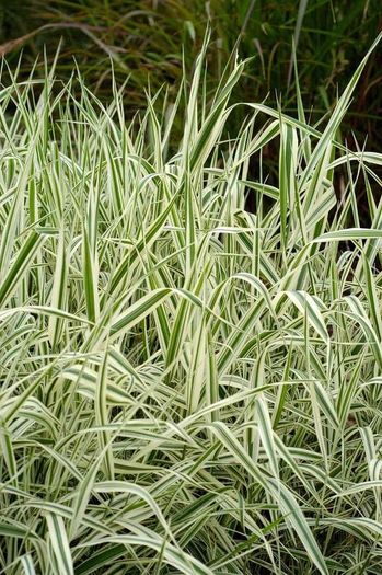 Ornamental Grass - Variegated Ribbon Grass
