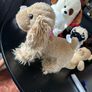 Dog Soft Toy Bundle Image 5