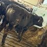 Aberdeen Angus Bulls Image 3
