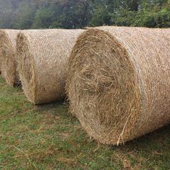 Round bales of dry rushes