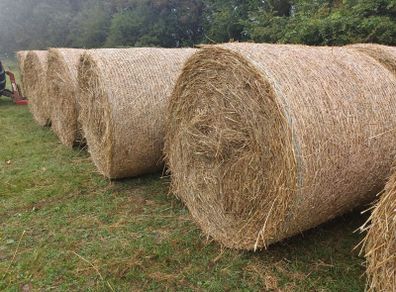Round bales of dry rushes