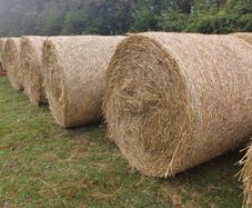 Round bales of dry rushes