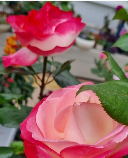 garden plants