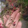 Leptospermum Image 5