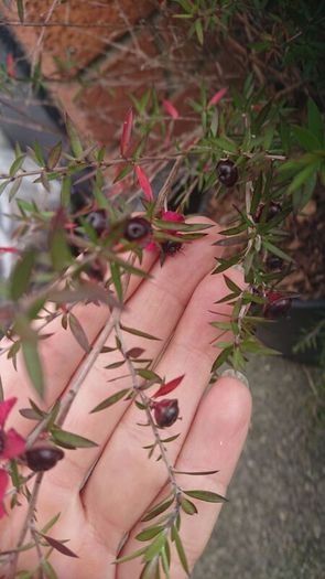 Leptospermum