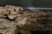 marine rocks