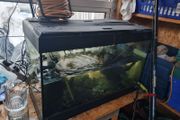 150litre fish tank