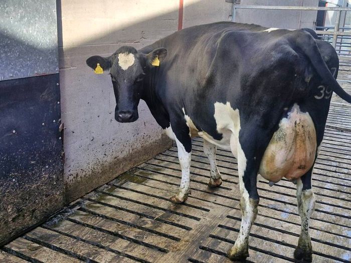 Freshly calved young cows
