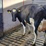 Freshly calved young cows Image 5