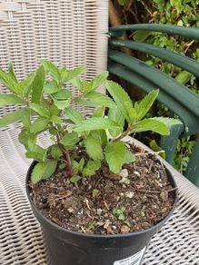 peppermint