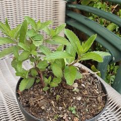 peppermint