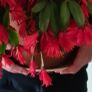 Christmas cactus Image 2