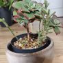 Aeonium haworthii 'Kiwi', bonsai plant in the ceramic pot container Image 4