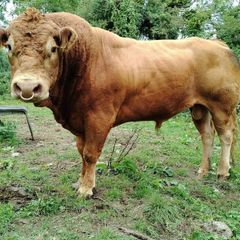 PBR Polled Limousine