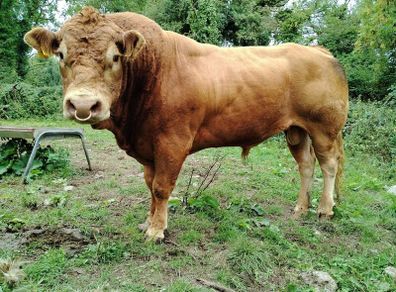 PBR Polled Limousine