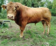 PBR Polled Limousine