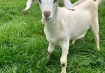 Buck kid goats