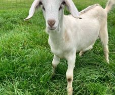 Buck kid goats