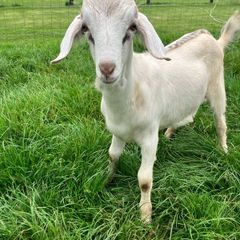 Buck kid goats