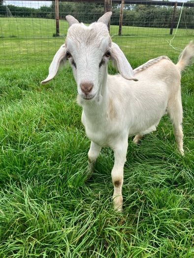 Buck kid goats