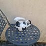 Cow water pitcher postage possible Image 3