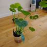 Ultimate Plant Lover's Bundle, Swiss Cheese and Aloe Vera Image 4