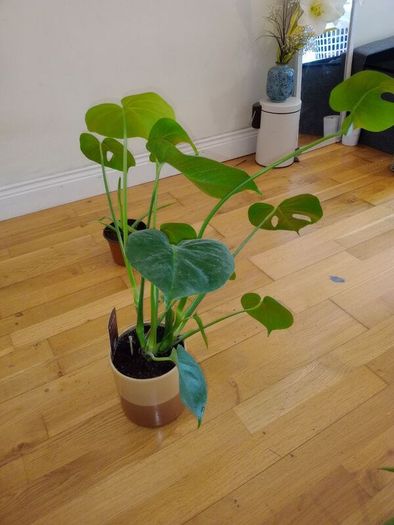 Ultimate Plant Lover's Bundle, Swiss Cheese and Aloe Vera