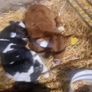 Selection of calfs Image 2