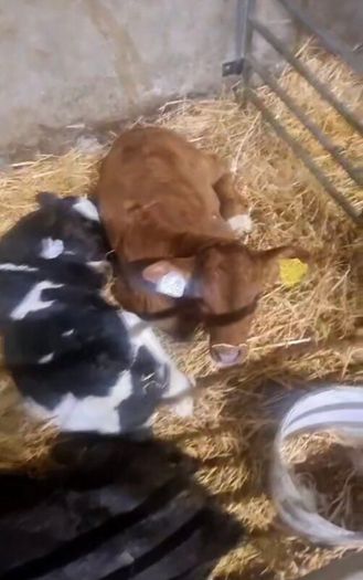 Selection of calfs